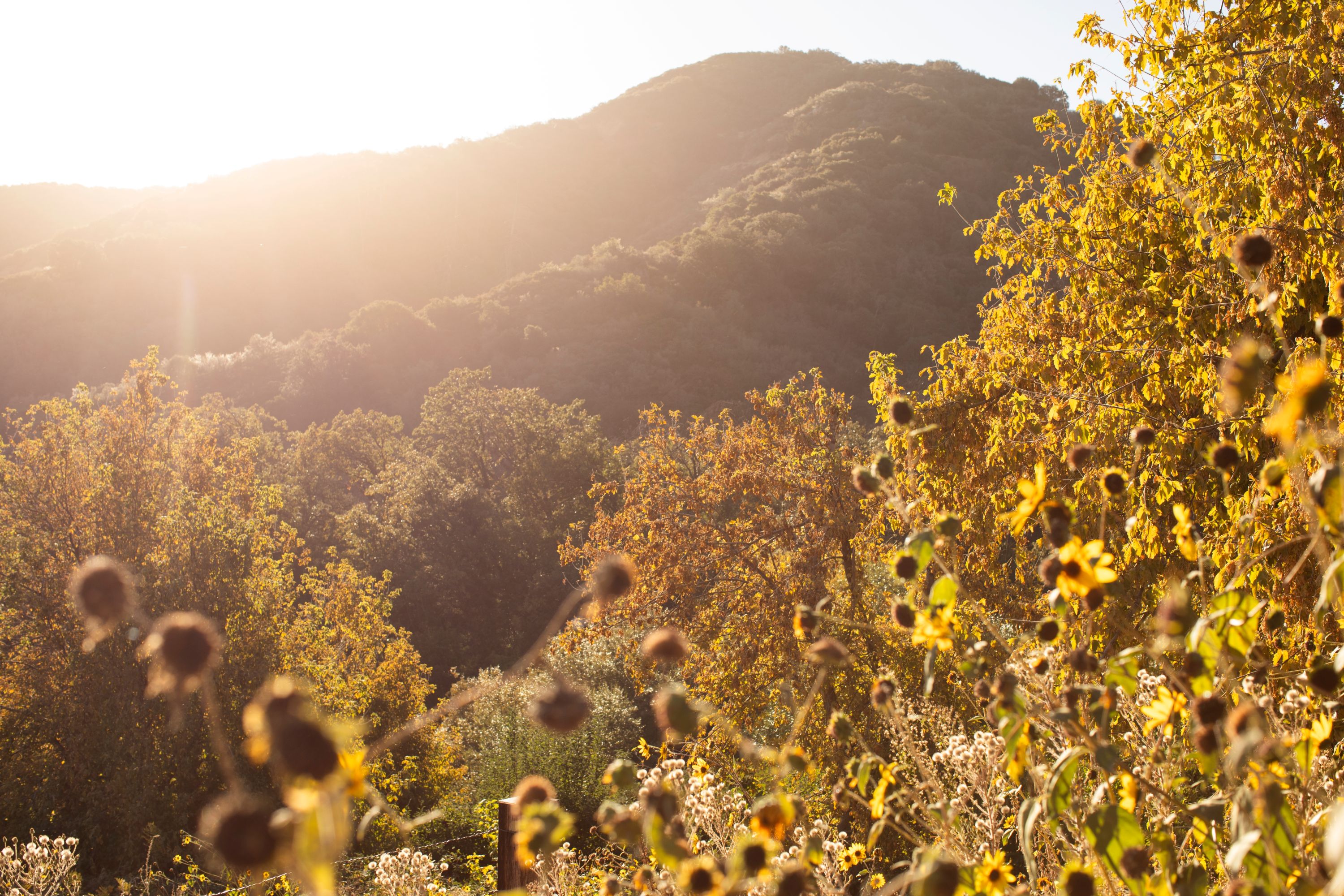 San Bernadino Shutterstock 2538813343